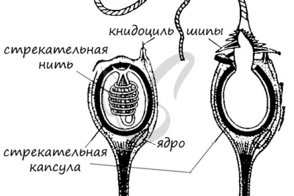 Прямая ссылка на кракен